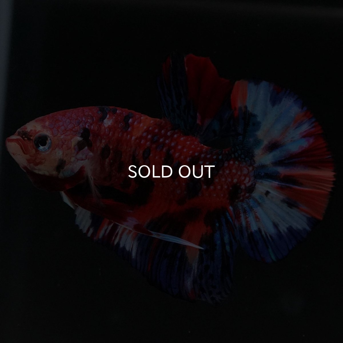 画像4: HMPK　キャンディ (4)