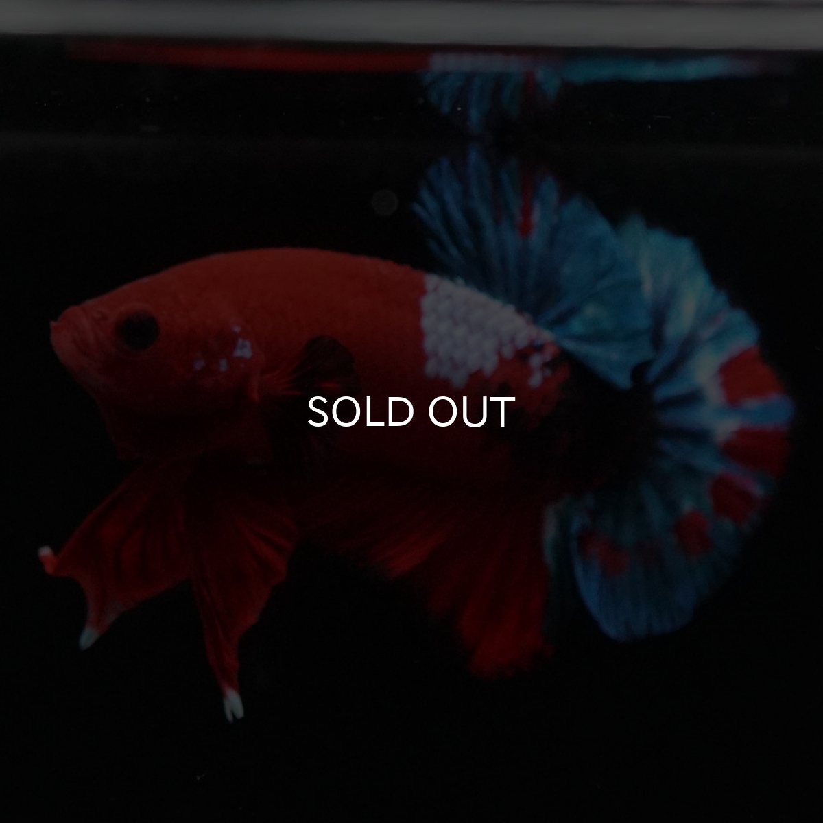 画像5: HMPK　ヘルボーイ (5)