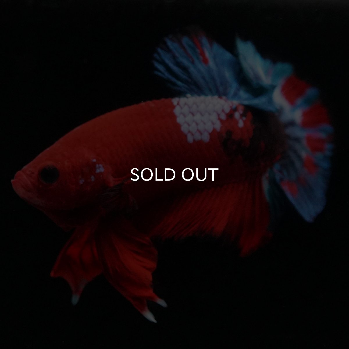 画像2: HMPK　ヘルボーイ (2)