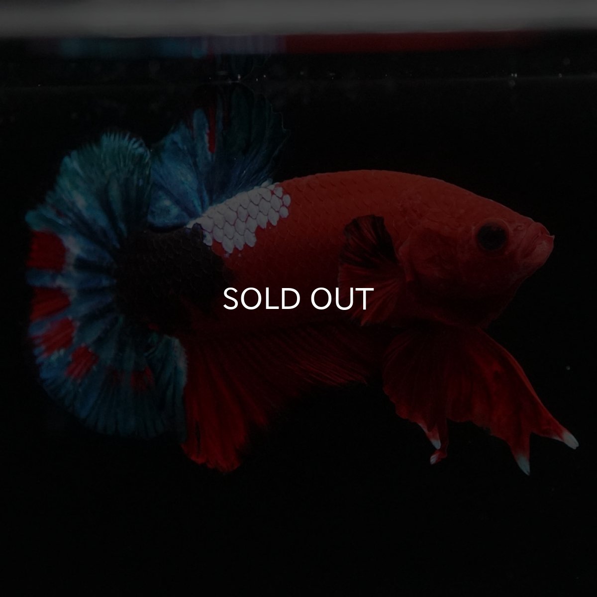 画像4: HMPK　ヘルボーイ (4)