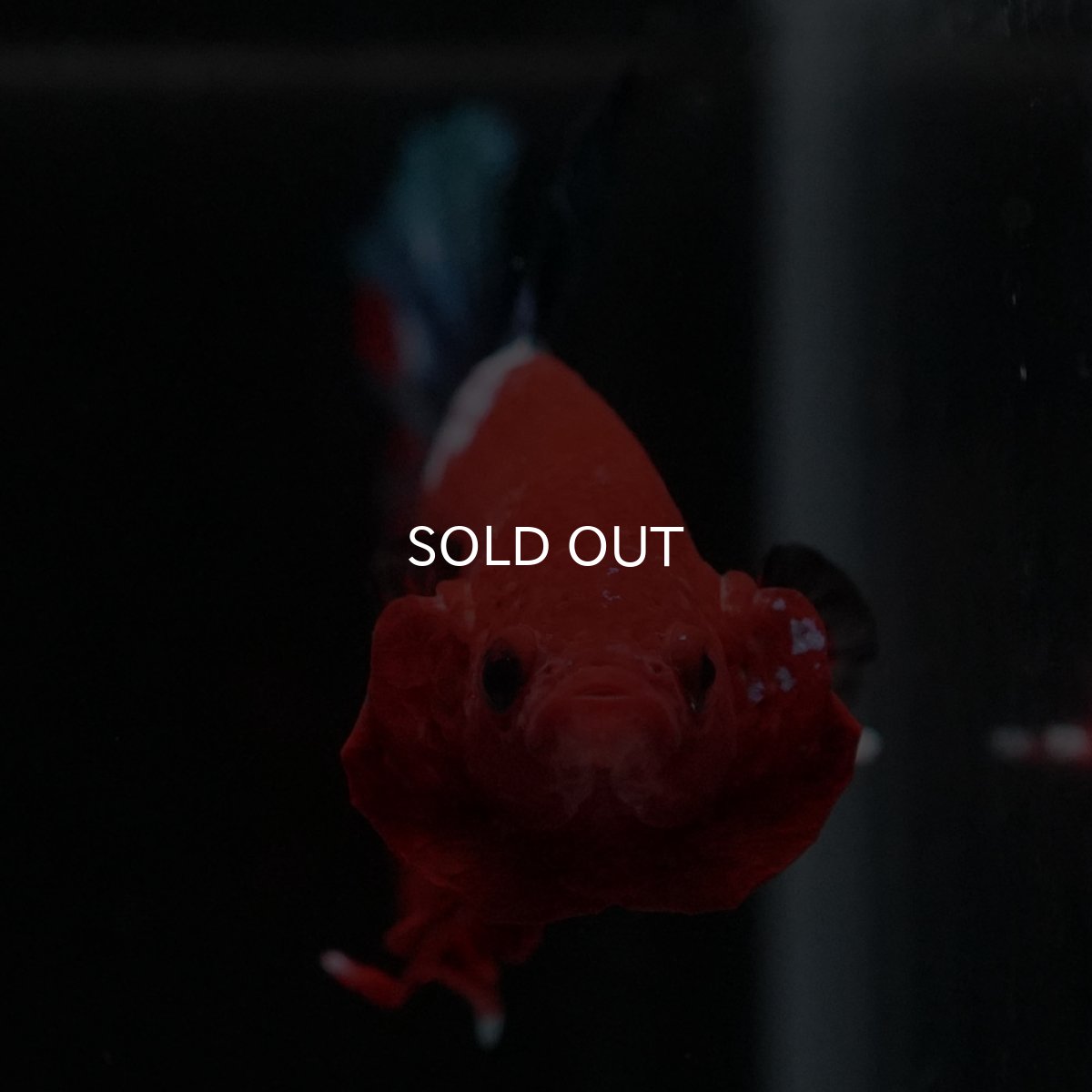 画像3: HMPK　ヘルボーイ (3)