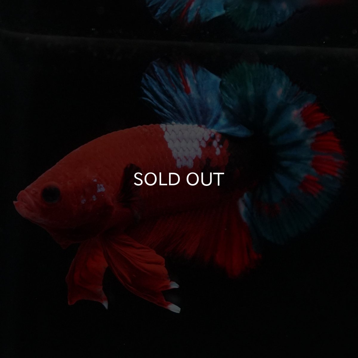 画像7: HMPK　ヘルボーイ (7)