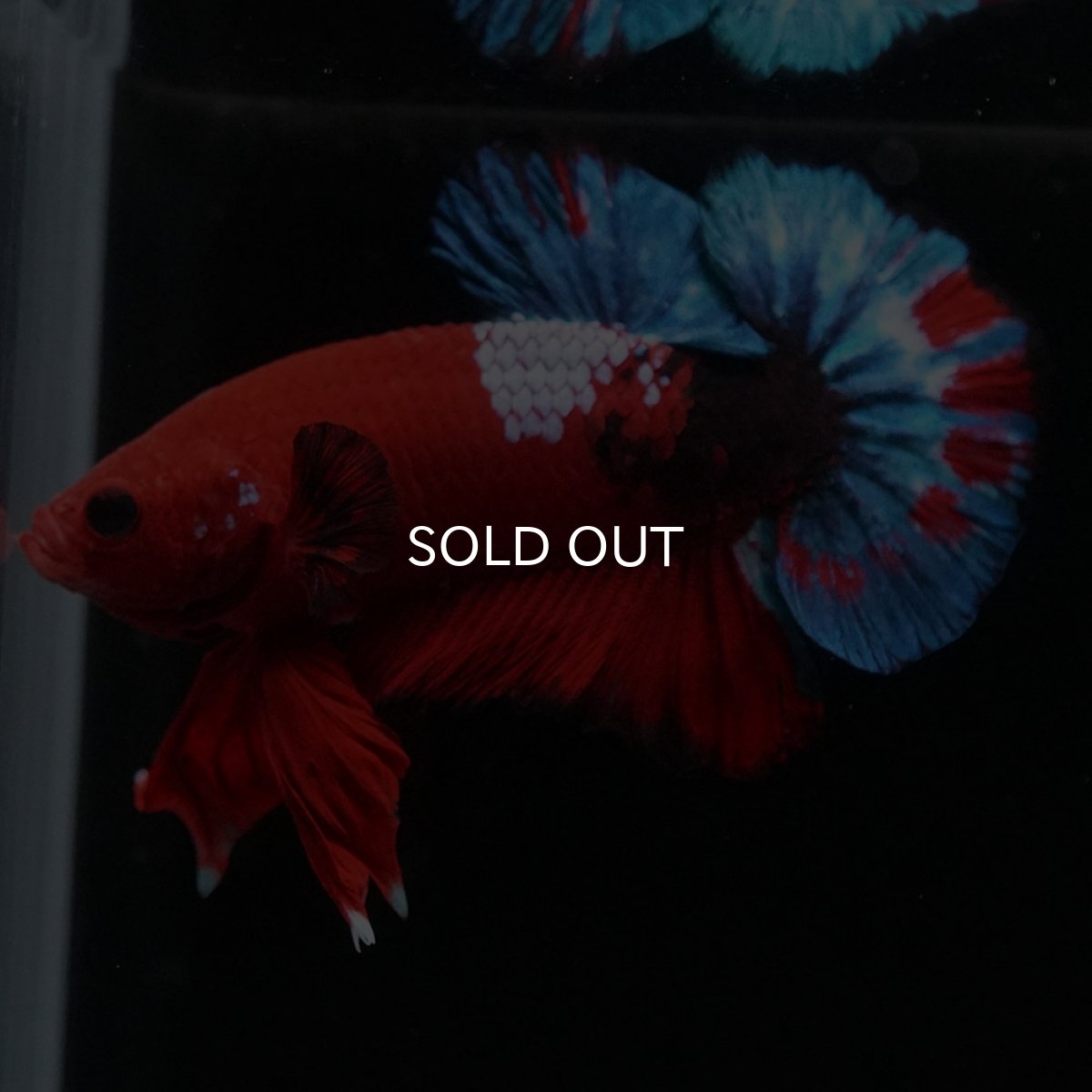 画像6: HMPK　ヘルボーイ (6)