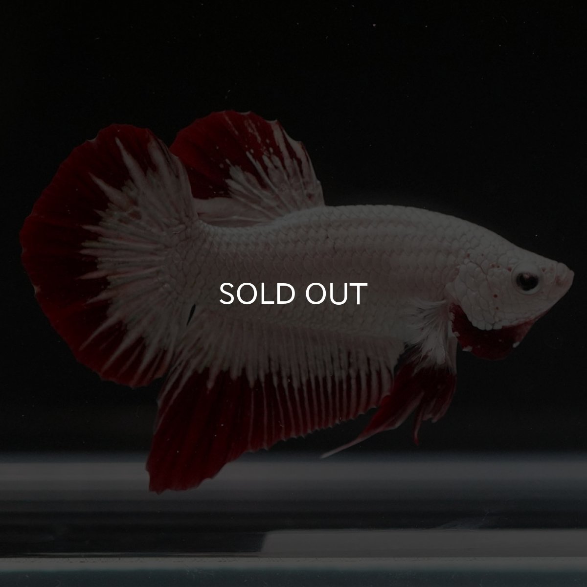 画像4: HMPK プラチナレッドドラゴン スノー (4)