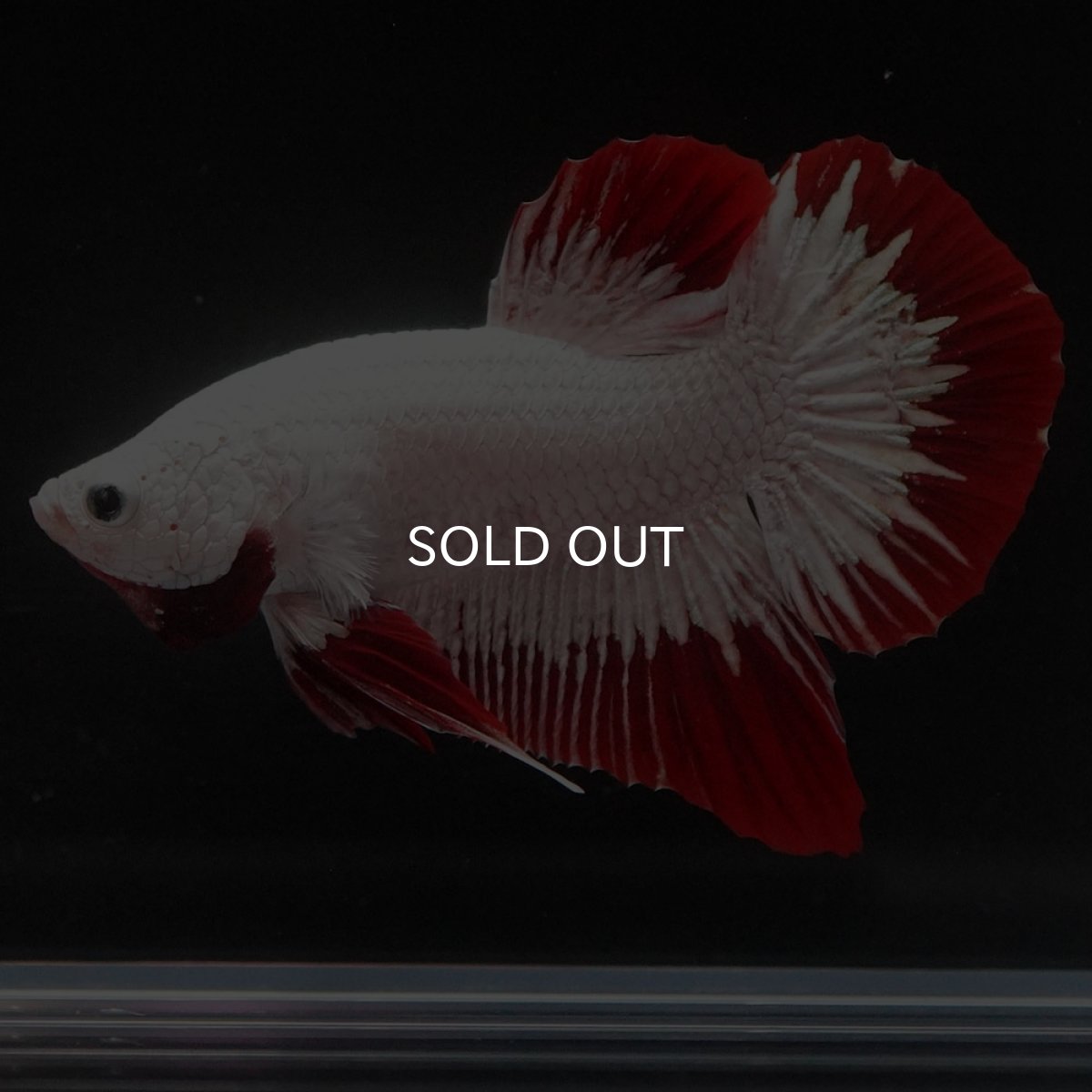 画像5: HMPK プラチナレッドドラゴン スノー (5)