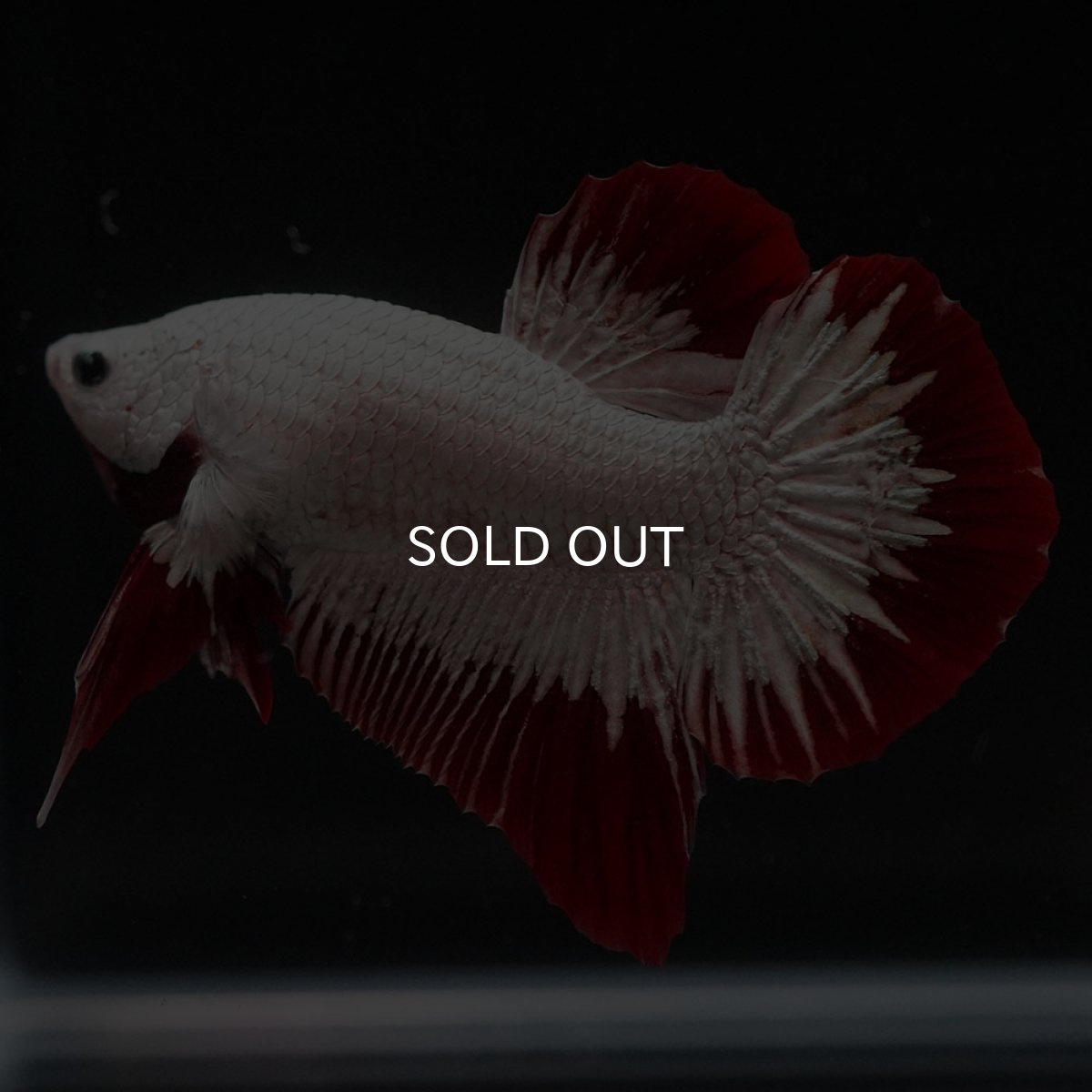 画像3: HMPK プラチナレッドドラゴン スノー (3)