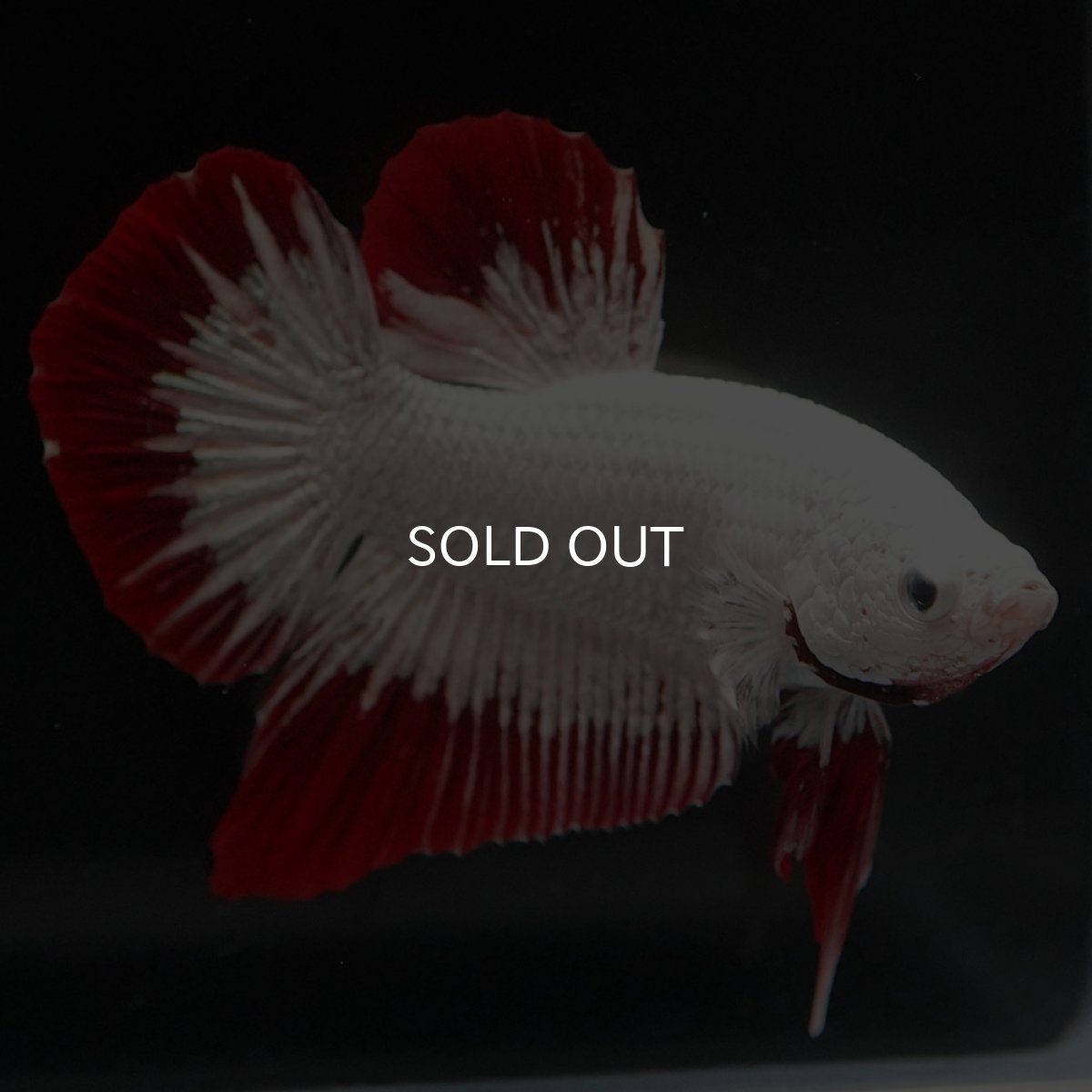 画像2: HMPK プラチナレッドドラゴン スノー (2)