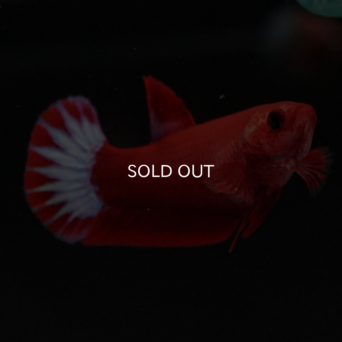 画像6: HMPK ヘルボーイ メス (6)