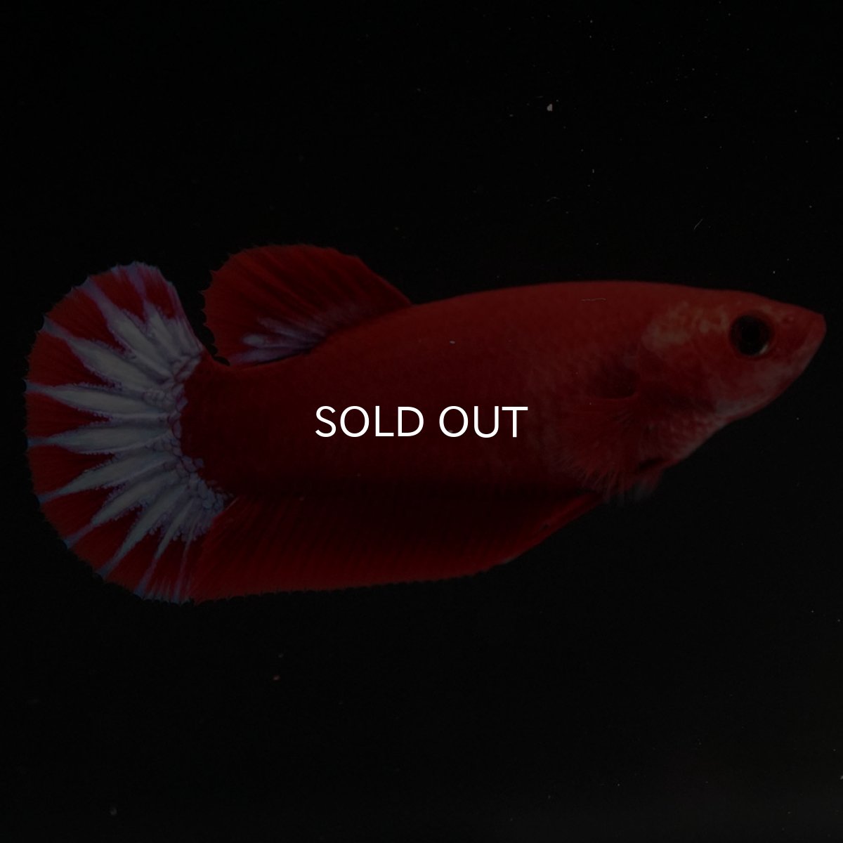 画像5: HMPK ヘルボーイ メス (5)