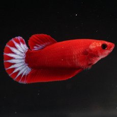 画像5: HMPK　ヘルボーイ メス (5)