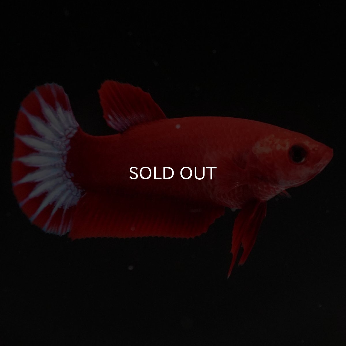 画像2: HMPK ヘルボーイ メス (2)