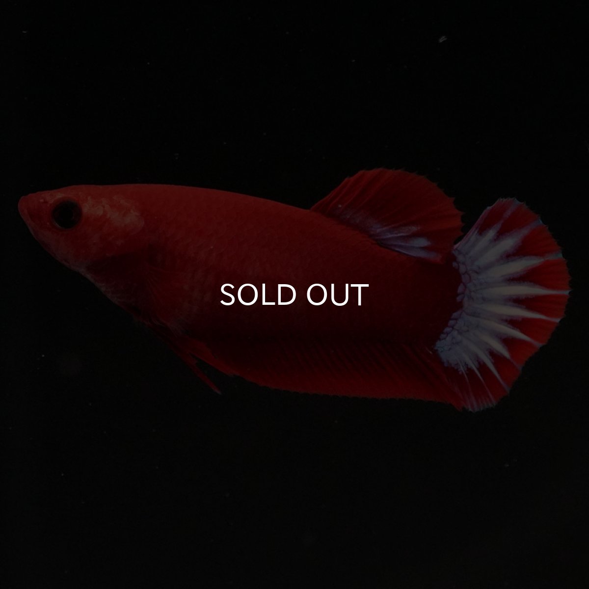 画像3: HMPK ヘルボーイ メス (3)