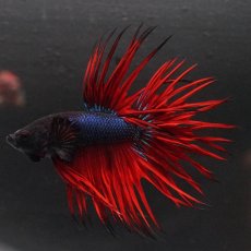 画像7: KCT　ブラックオーキッド　変わり柄 (7)
