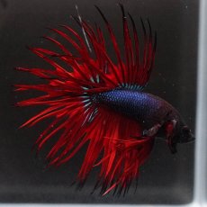 画像6: KCT　ブラックオーキッド　変わり柄 (6)