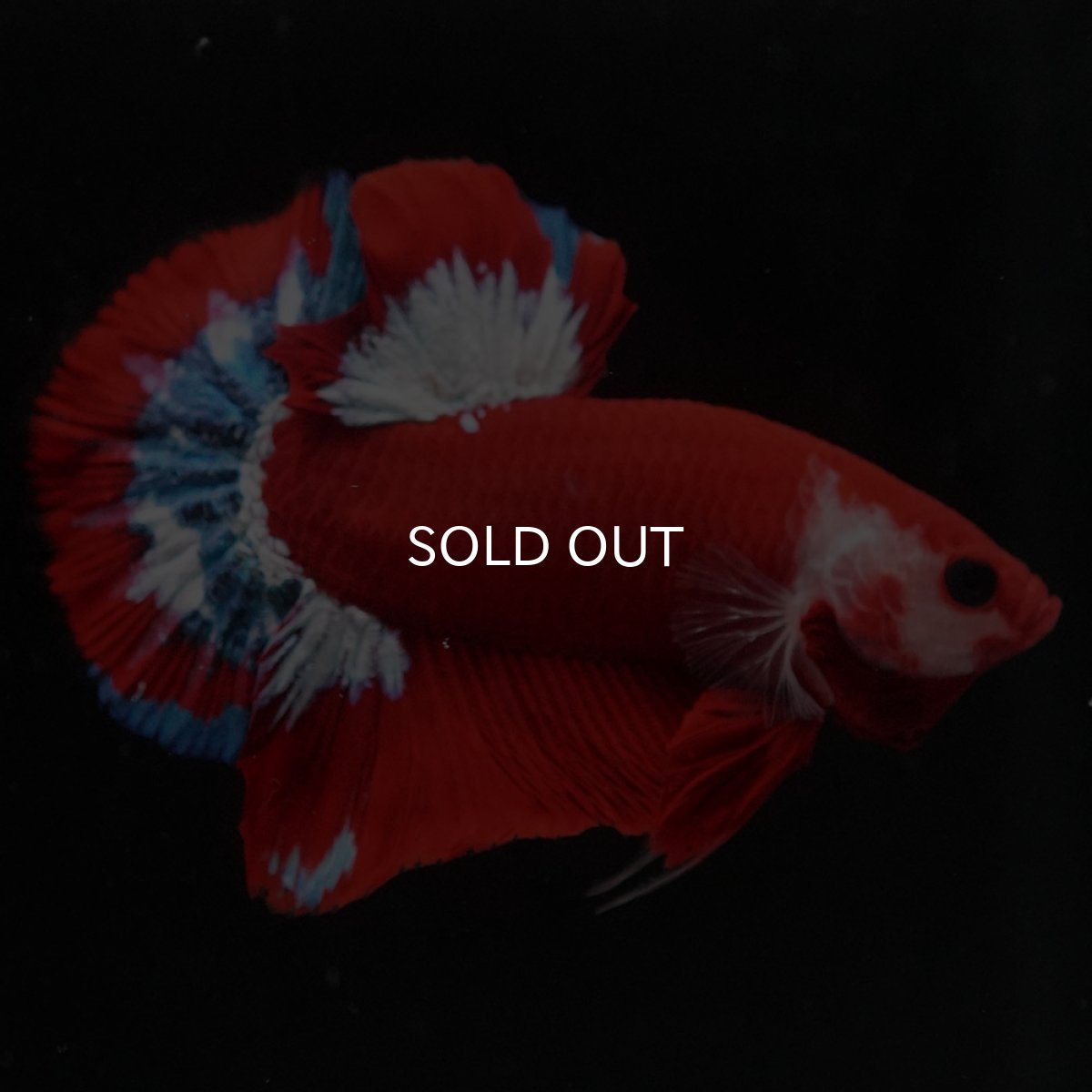 画像8: HMPK　ヘルボーイ (8)