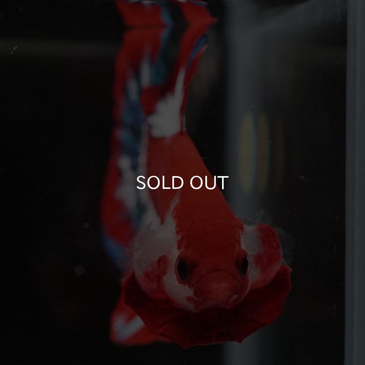 画像3: HMPK　ヘルボーイ (3)