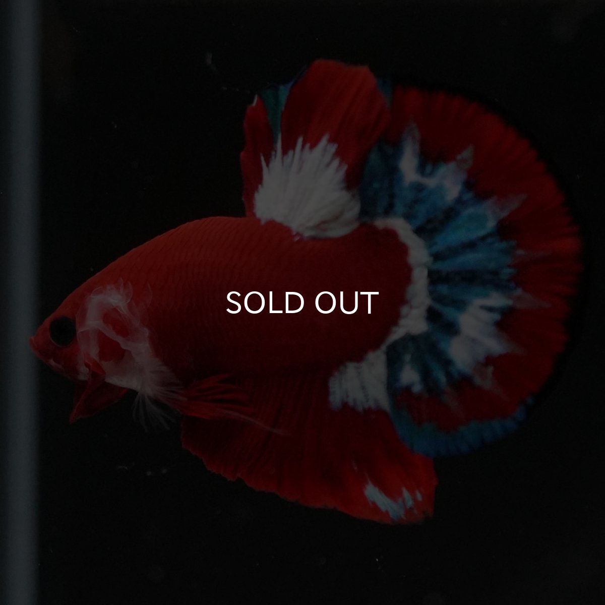 画像9: HMPK　ヘルボーイ (9)