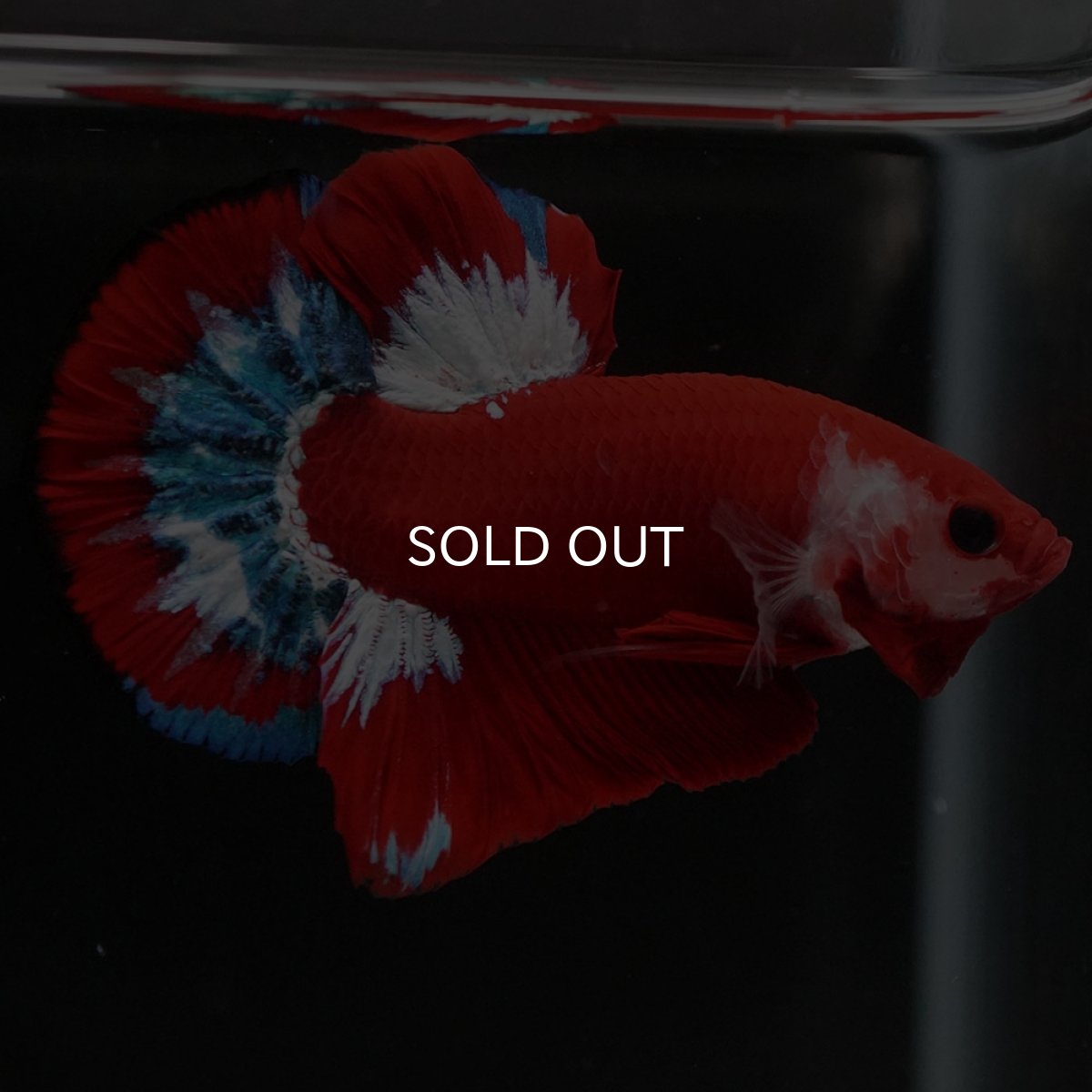 画像10: HMPK　ヘルボーイ (10)