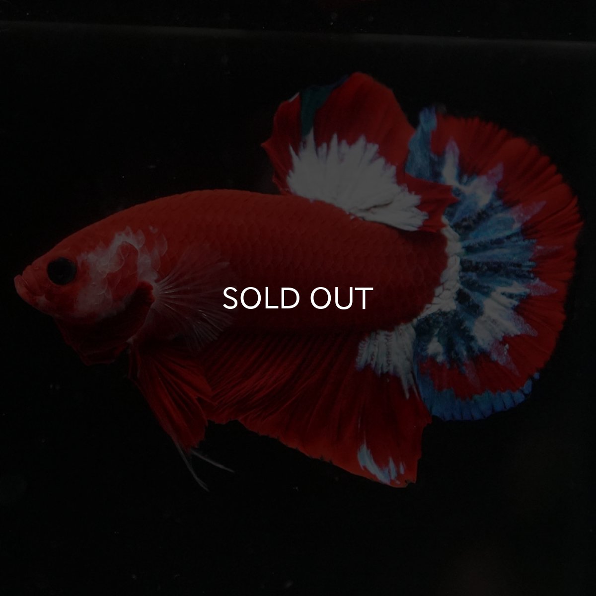 画像2: HMPK　ヘルボーイ (2)