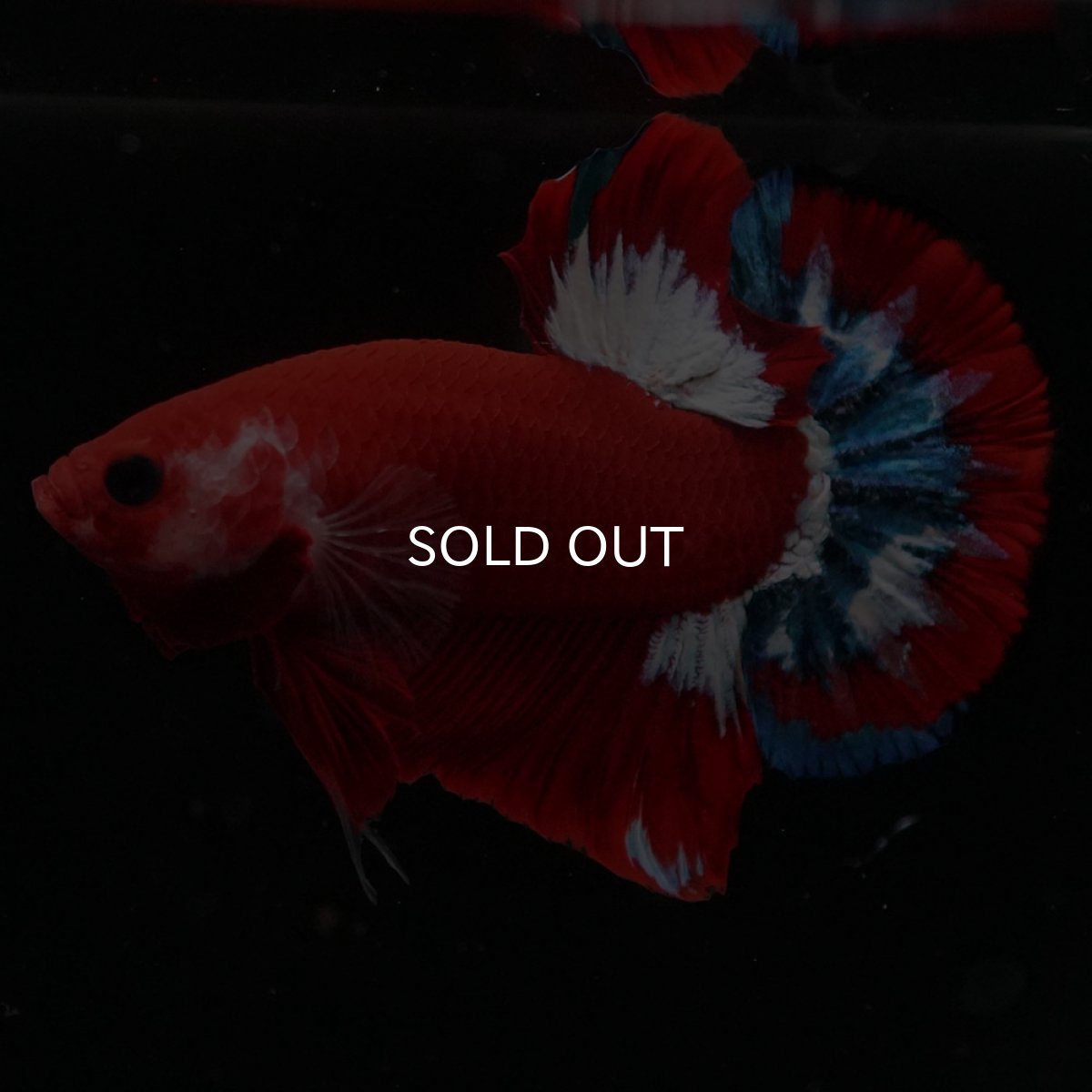 画像5: HMPK　ヘルボーイ (5)