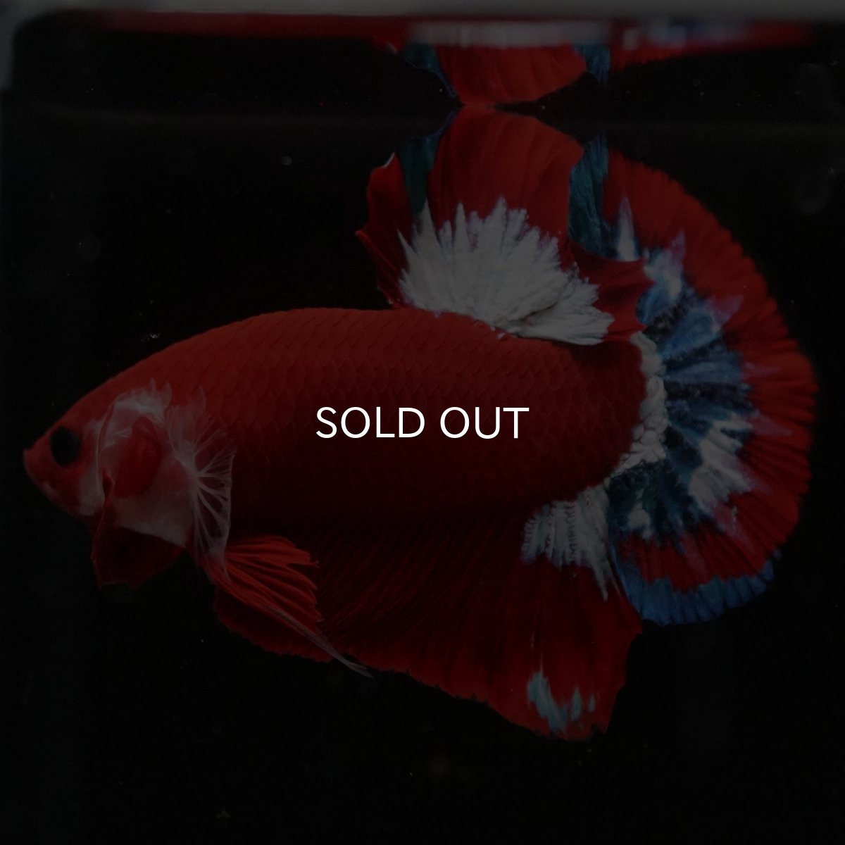 画像7: HMPK　ヘルボーイ (7)