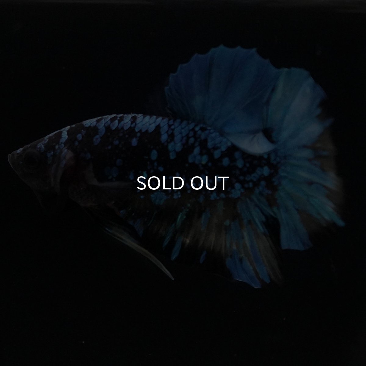 画像8: HMPK　ブラックスター　変わり柄 (8)