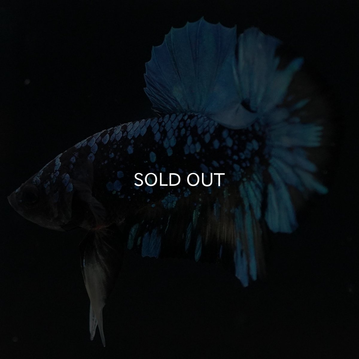 画像6: HMPK　ブラックスター　変わり柄 (6)