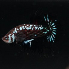 画像8: CTPK　ブラックサムライ (8)