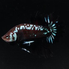 画像7: CTPK　ブラックサムライ (7)
