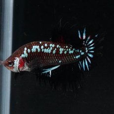 画像6: CTPK　ブラックサムライ (6)