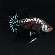 画像1: CTPK　ブラックサムライ (1)