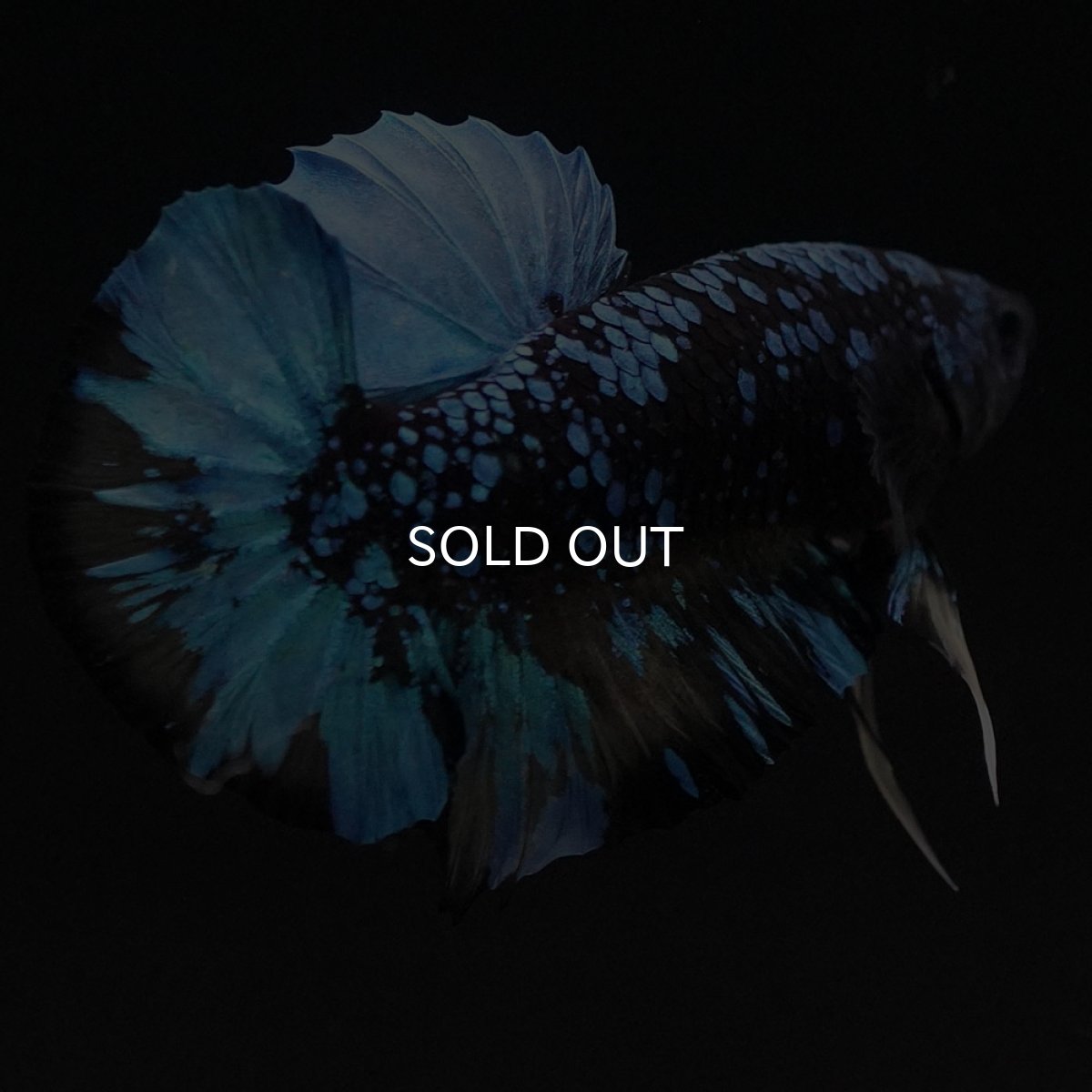 画像10: HMPK　ブラックスター　変わり柄 (10)