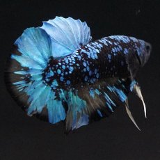 画像10: HMPK　ブラックスター　変わり柄 (10)