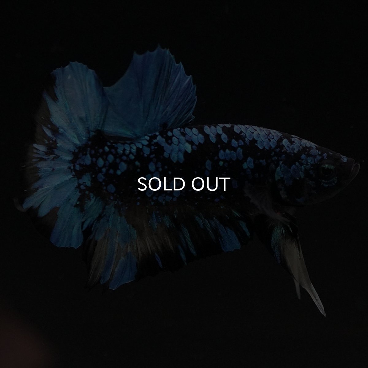 画像9: HMPK　ブラックスター　変わり柄 (9)