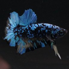 画像9: HMPK　ブラックスター　変わり柄 (9)