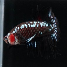 画像5: CTPK　ブラックサムライ (5)