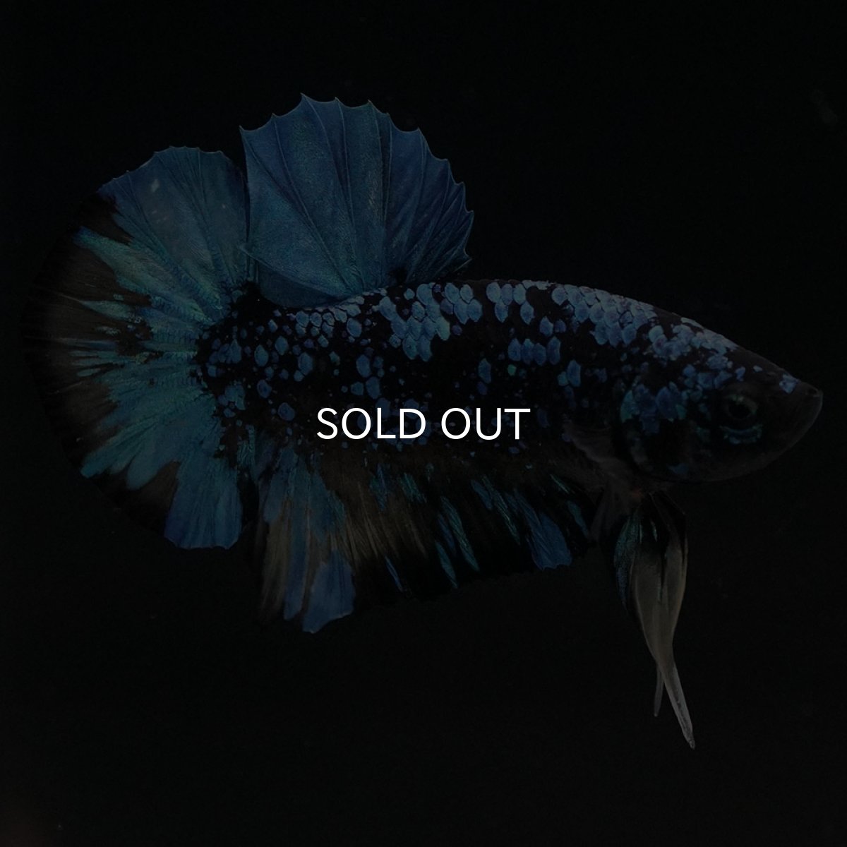 画像7: HMPK　ブラックスター　変わり柄 (7)