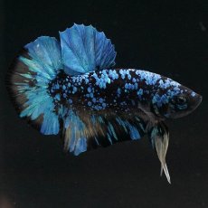 画像7: HMPK　ブラックスター　変わり柄 (7)