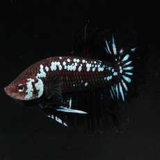 画像2: CTPK　ブラックサムライ (2)