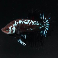 画像4: CTPK　ブラックサムライ (4)