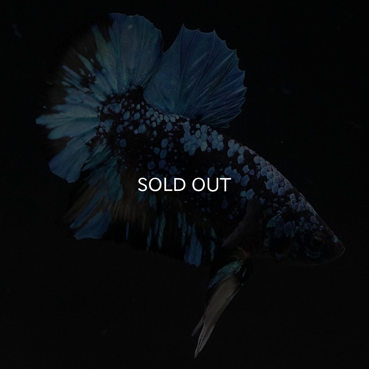 画像3: HMPK　ブラックスター　変わり柄 (3)