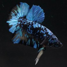 画像3: HMPK　ブラックスター　変わり柄 (3)