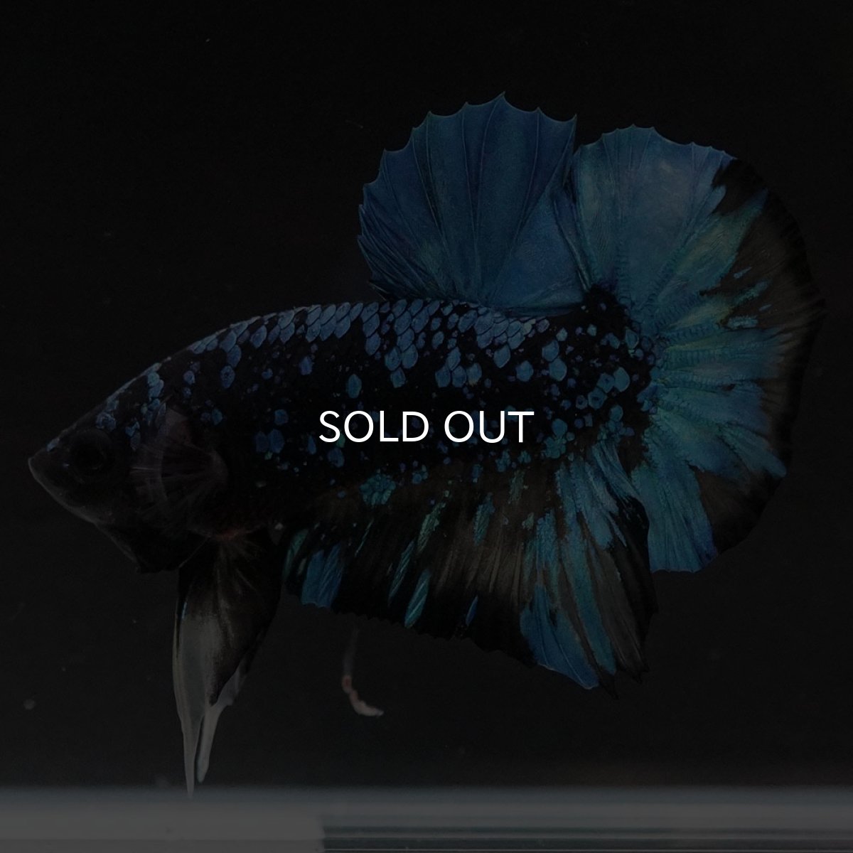 画像4: HMPK　ブラックスター　変わり柄 (4)