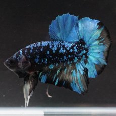 画像4: HMPK　ブラックスター　変わり柄 (4)