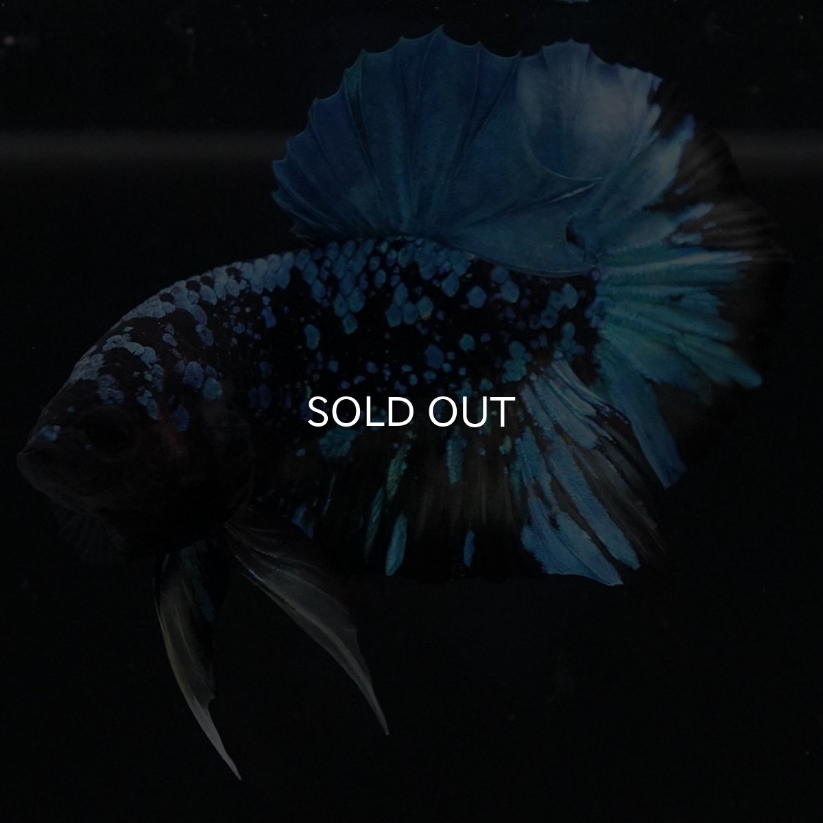 画像2: HMPK　ブラックスター　変わり柄 (2)