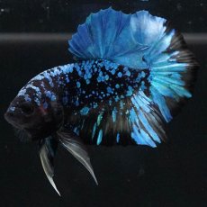 画像2: HMPK　ブラックスター　変わり柄 (2)