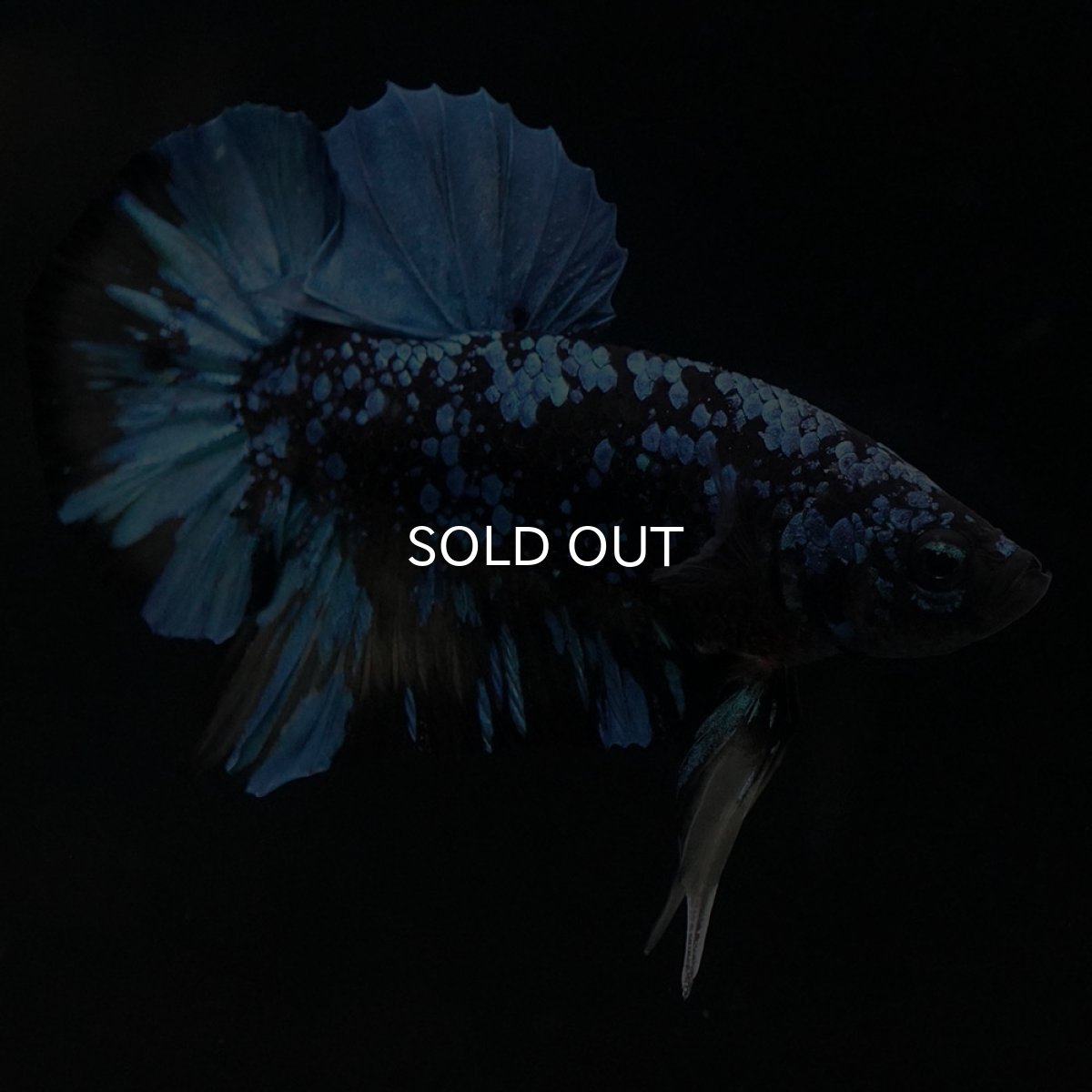 画像5: HMPK　ブラックスター　変わり柄 (5)