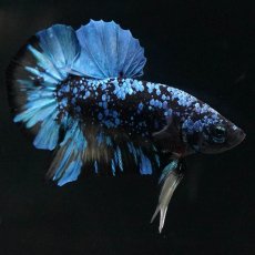 画像5: HMPK　ブラックスター　変わり柄 (5)