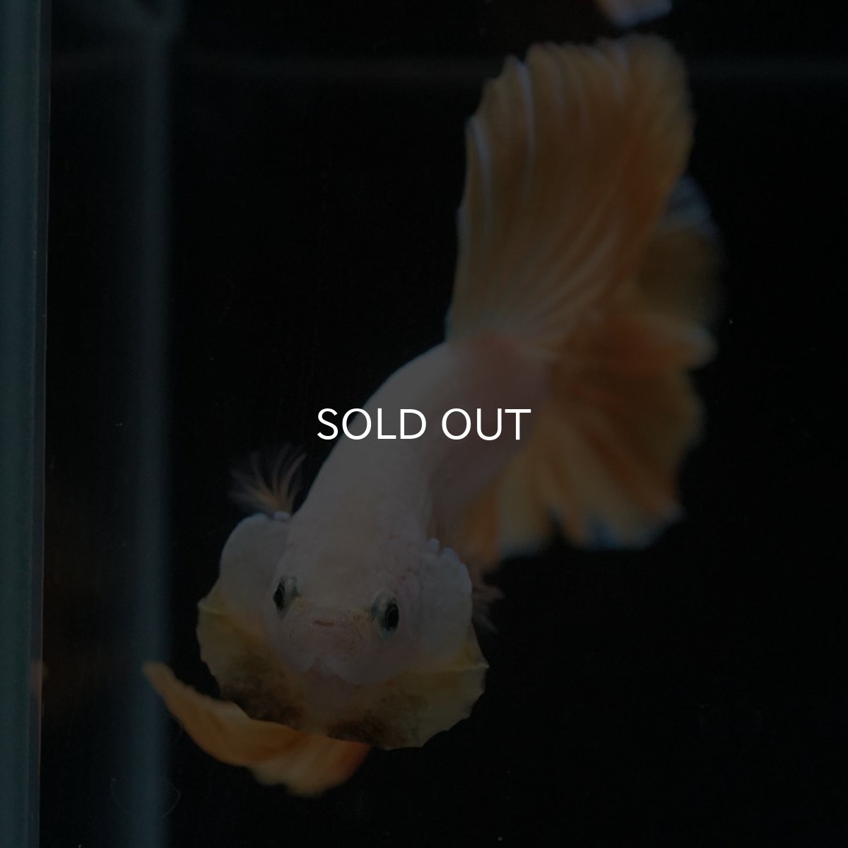 画像3: HM プラチナイエロードラゴン (3)