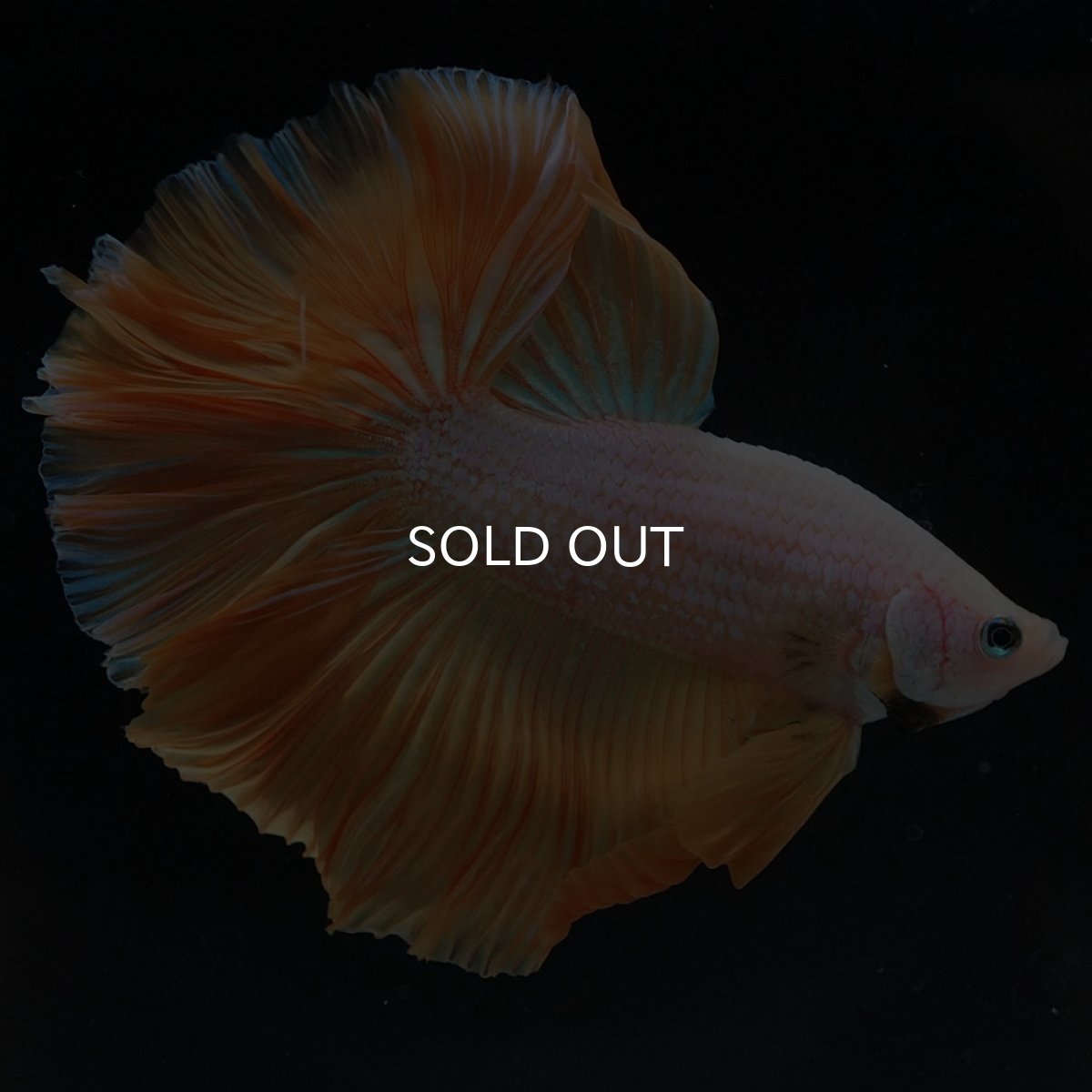 画像10: HM プラチナイエロードラゴン (10)